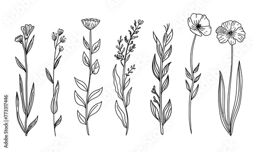botanical flower doodles flourish, telling tales of hidden gardens in ink and line