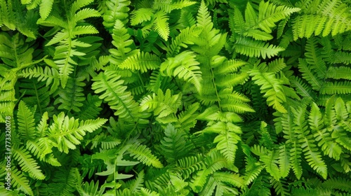 Fresh green fern leaves  close up