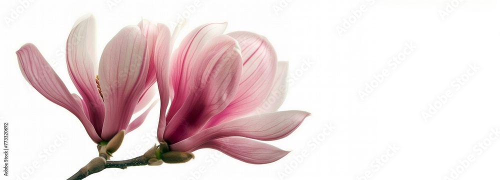 Blooming Magnolia soulangeana flower cutting. Pastel shades of pink and white. Copy space with white background.