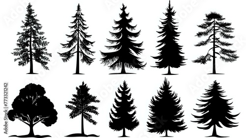 Pine tree silhouettes. Evergreen forest firs and spruces black shapes  wild nature trees templates. Vector illustration woodland trees set on white background