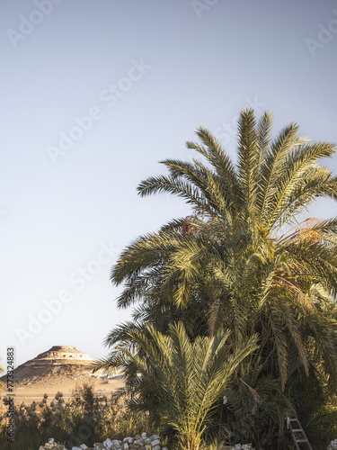 Sand desert in Siwa Oasis, Egypt