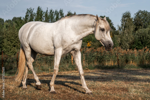 beautiful white horse stallion in the pasture © PIC by Femke