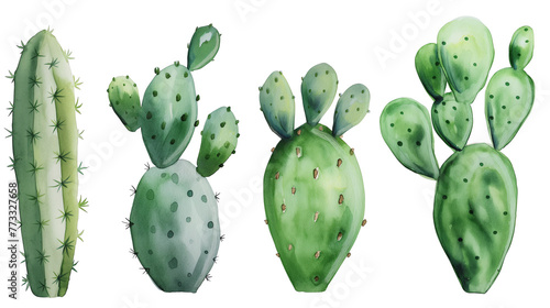 Simple watercolor of prickly pear cactus isolated on white background photo