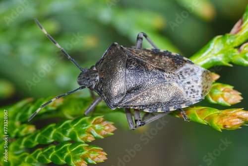 Closeup on the European mottled shieldbug, Rhaphigaster nebulosa in the garden photo