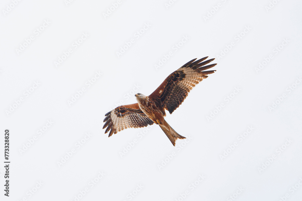 Fototapeta premium Red Kite flying against a white background