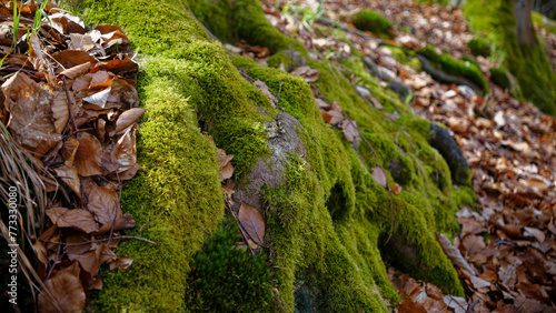 Tree roots covered by moss