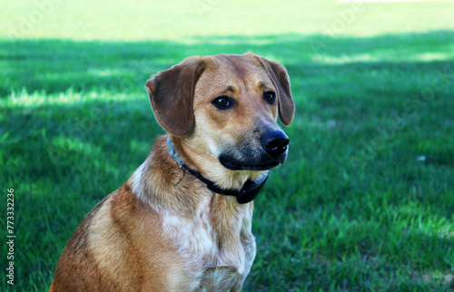 adult dog sitting on the grass, with a green background, a closeup portrait photograph, a cute and adorable dog in a full body shot, with short hair, brown fur color, a black snout, a collar