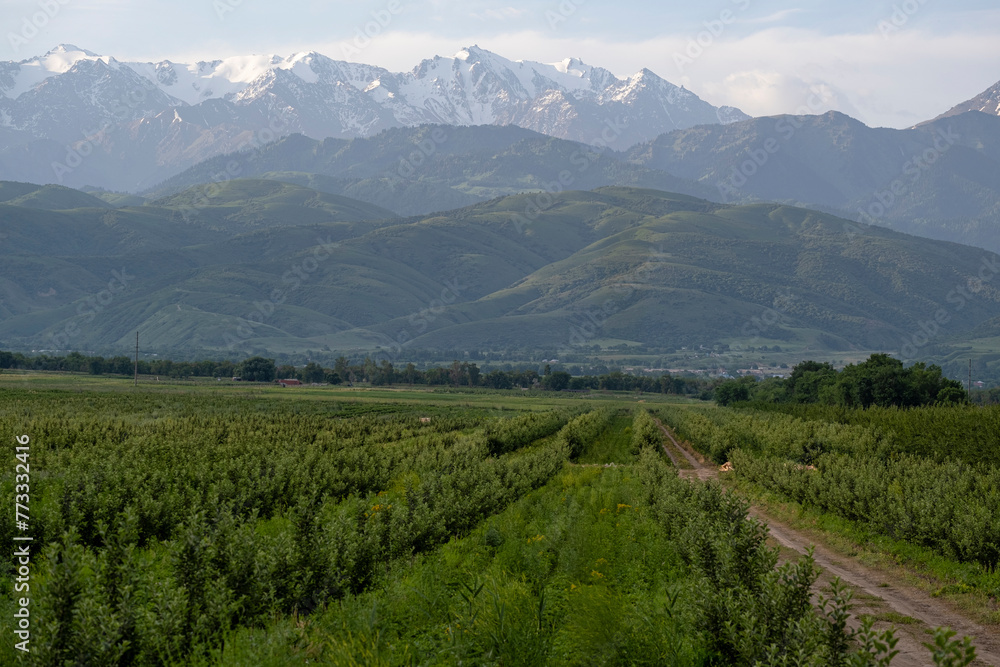 A young apple orchard at the foot of the mountains.