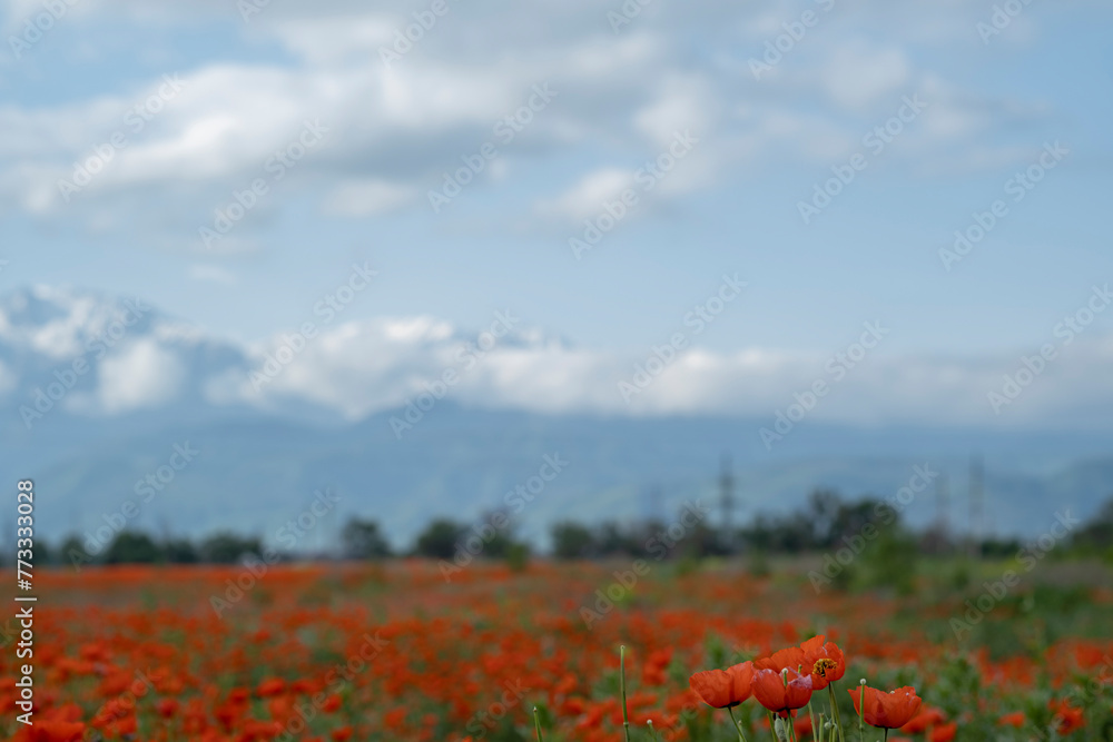 Poppy field near Almaty, wild flowers