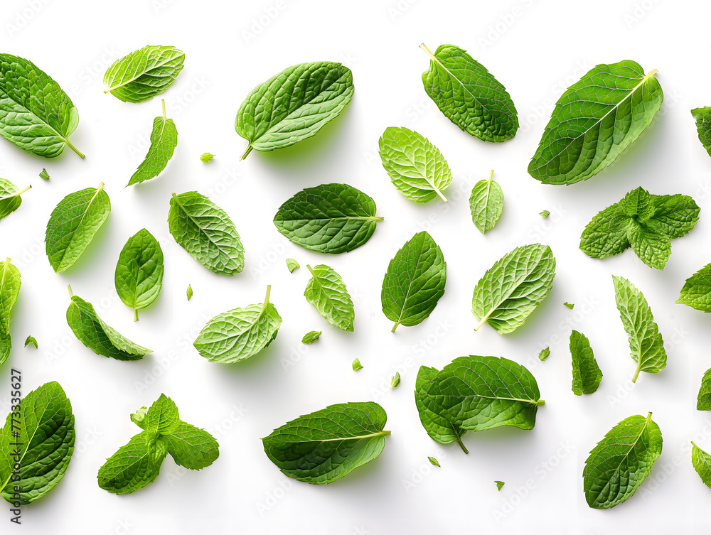 Floating Fresh Mint Leaves on a Bright White Background Floating Fresh Mint Leaves on a Bright White Background