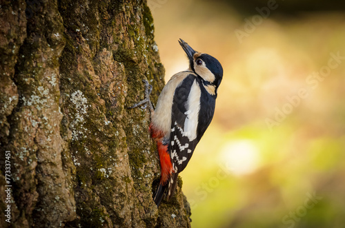 woodpecker on tree
