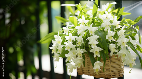 flowers in a basket, Dendrobium orchids bask in sunlight, their delicate blooms vibrant against the green foliage. The camera captures their elegance, a perfectFather's Day gift. 