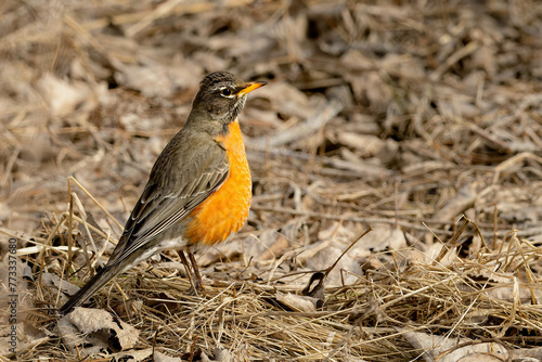 American robin foraging for food on an early spring morning