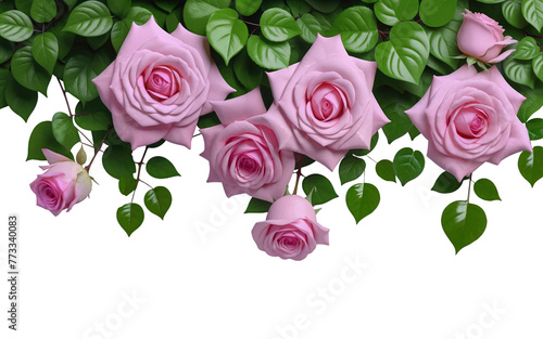 Ai generated pink roses hanging on a green ivy isolated on a transparent background 