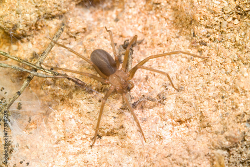 Mediterranean recluse spider, violin spider (Loxosceles rufescens), Brown recluse spider, in its wild habitat. Alghero, Sassari, Sardinia, Italy