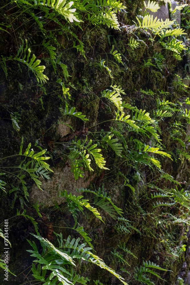 Obraz premium a collection of green ferns growing on a wall