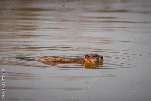 A muskrat swims in the water perpendicular to the camera lens on a spring sunny day. 