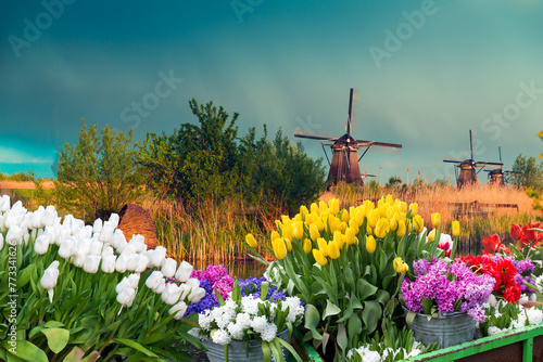 dutch windmill over yellow tulips field , Holland, retro toned. High quality photo