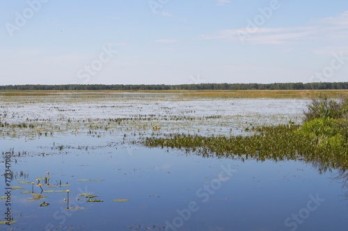 Landscape with the image of a lake in the north of Russia in summer
