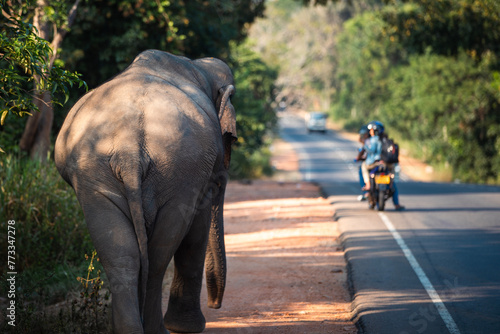 Rear view of wild elephant walking along main road. Habarana in Sri Lanka.. © Chalabala