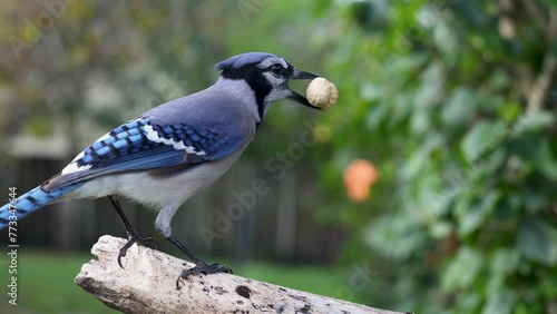Blue Jay Landing on Branch, Grabbing Peanut, and Taking Flight