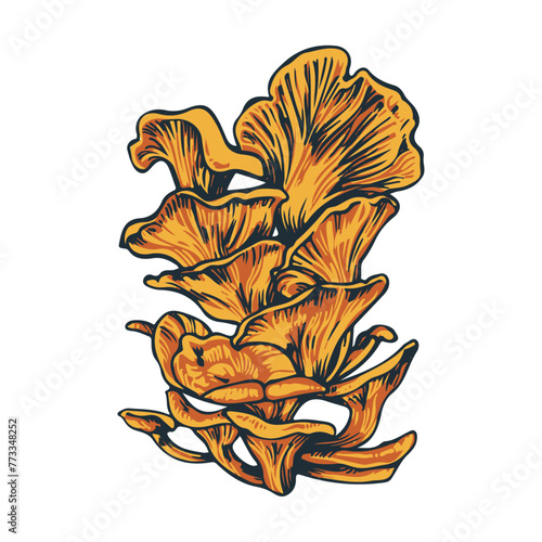 Mushroom_Chanterelle_Orange_Illustration_Nature_Fungus