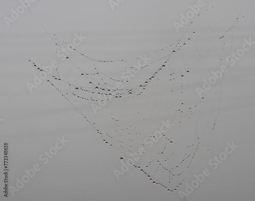 spider web with water droplets in the morning on the lake in summer
