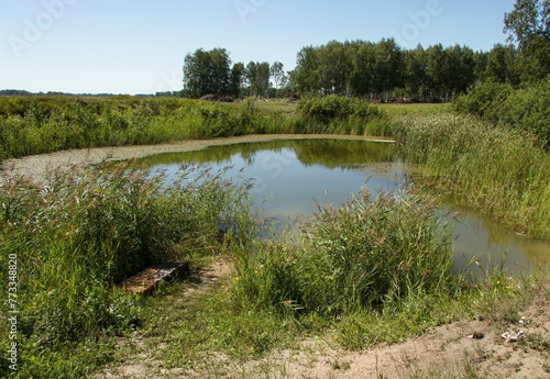Small pond in the summer forest. Russia, Vologda region in summer