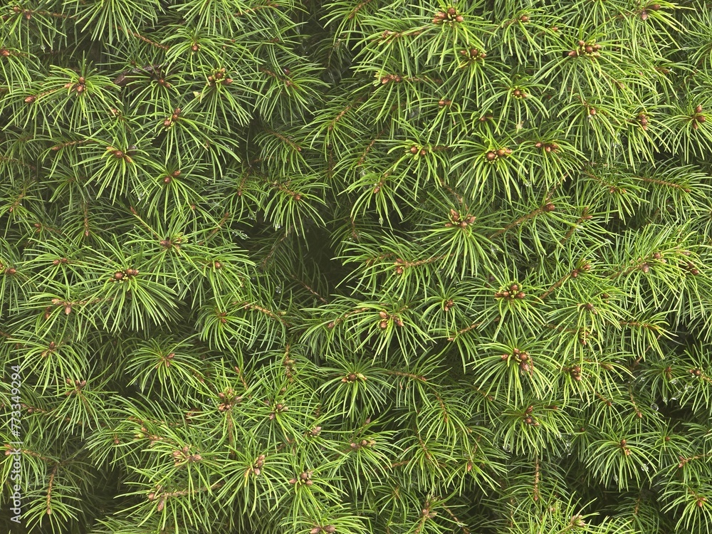 Evergreen Majesty: Close-Up of White Spruce (Picea laxa) Branches Evergreen Majesty: Close-Up of White Spruce (Picea laxa) Branches