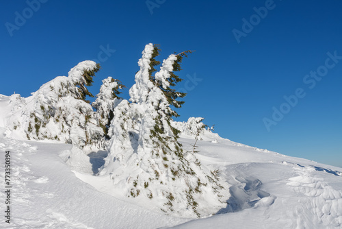 Snow covered spruce, krkonose mountains, path  to cottage Vyrovka. Winter sunny day.