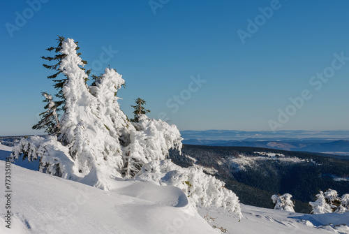 Snow covered spruce, krkonose mountains, path to cottage Vyrovka. Winter sunny day.