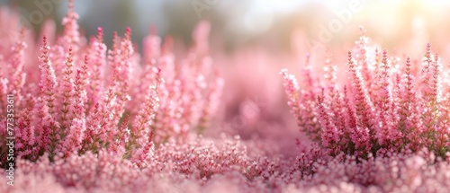  A field of pink flowers with a blurred backdrop of pink blooms