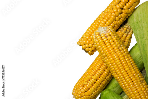 Ripe yellow sweet Corn Cob. PNG Design Element. 