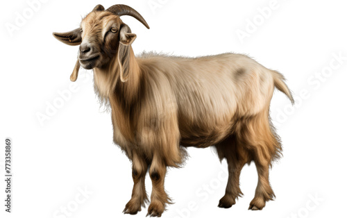 A majestic goat with long horns standing proudly on a white background