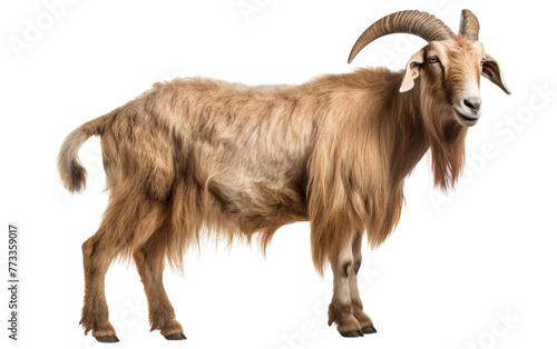 A regal goat with long horns stands proudly in front of a white backdrop