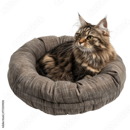 Cat bed isolated on transparent background
