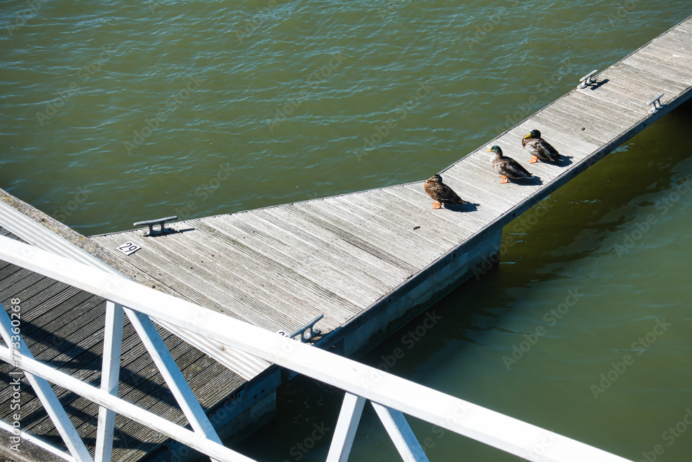 Naklejka premium Three ducks on a boat dock