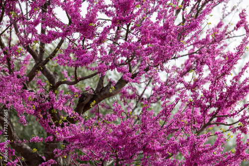 Cercis siliquastrum or Judas tree, pianta con fiori rosa intenso in primavera. photo