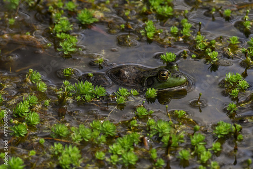 a frog that is sitting in a body of water with some moss around it