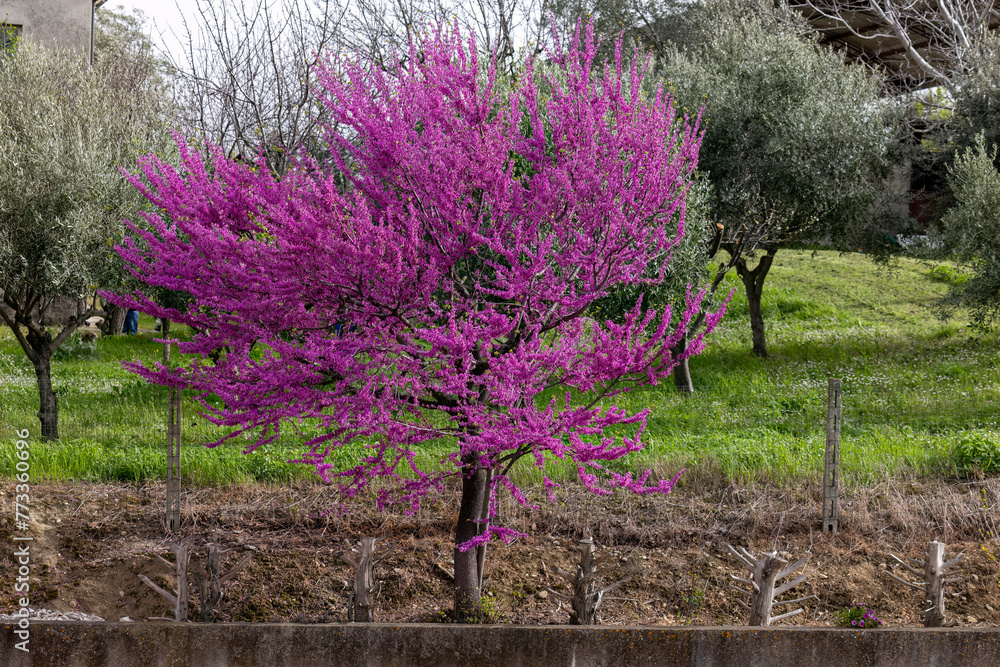 Cercis siliquastrum or Judas tree, pianta con fiori rosa intenso in primavera. Cercis siliquastrum or Judas tree, pianta con fiori rosa intenso in primavera.