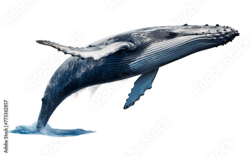A humpback whale gracefully leaps out of the water, showcasing its immense power and beauty © FMSTUDIO