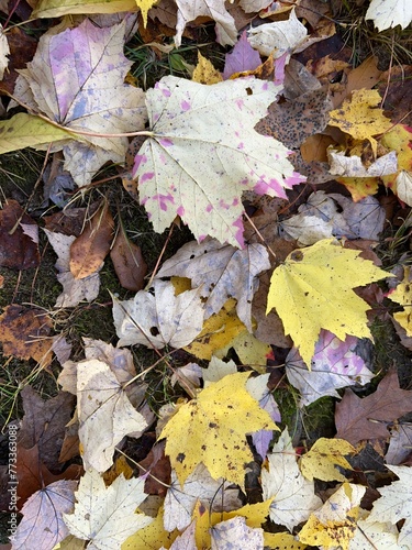 A leaf covered forest floor with bright yellow maple leafs. Vertical image