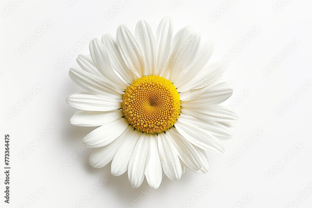 Single white daisy on clear background, spring or summer chamomile with yellow center. Fresh bloom closeup, isolated beauty of nature, floral pattern
