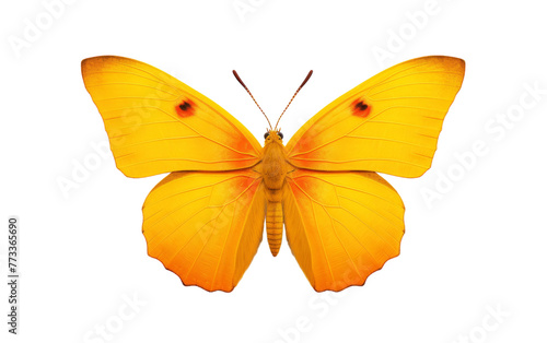 A bright yellow butterfly gracefully flutters against a pristine white background © FMSTUDIO
