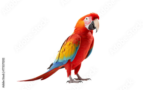 A vibrant, colorful parrot stands gracefully on a white background