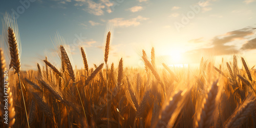 Wheat field High definition photography creative background wallpaper