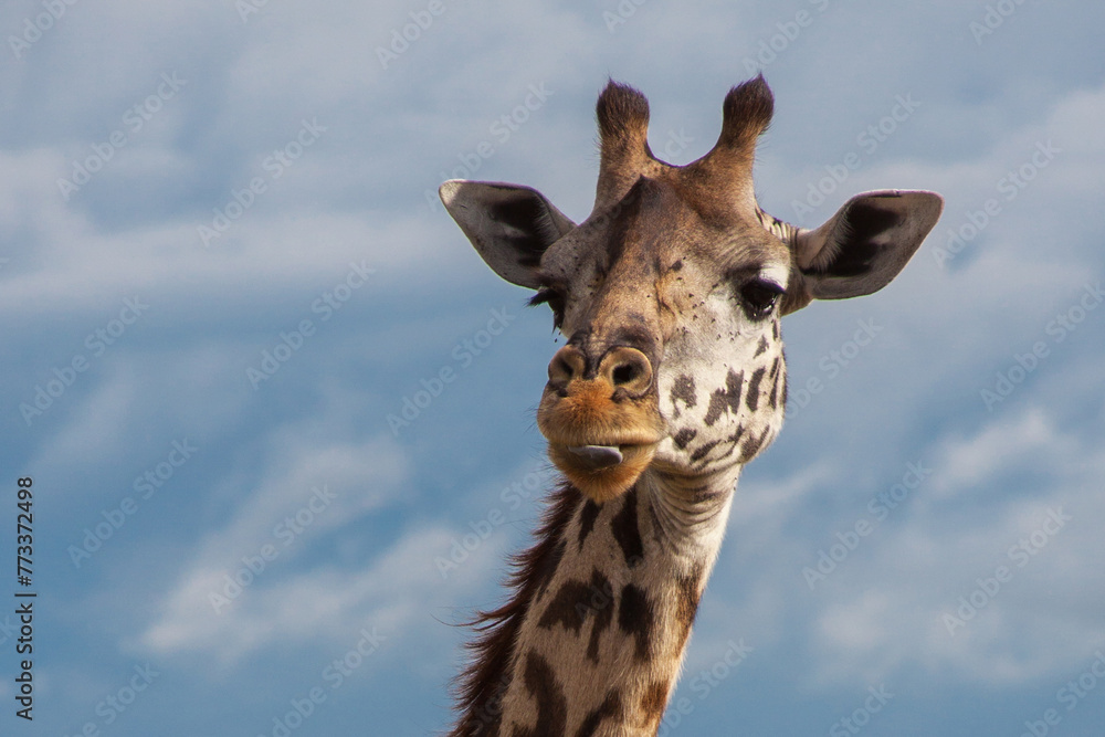 Obraz premium Giraffe in Maasai Mara National Reserve in Kenya