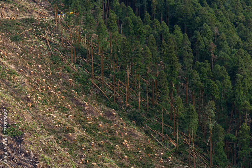 Cutting cryptomeria trees in the forest. Concept of defloration, slaughter and forestry exploitation. Cutting cryptomeria trees in the forest. Concept of defloration, slaughter and forestry exploitation.