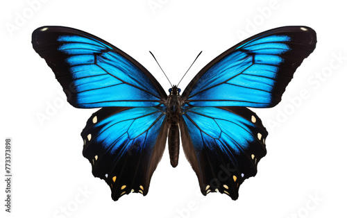 A majestic blue butterfly with black wings gracefully flutters on a pristine white background