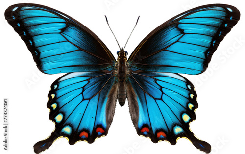 A vibrant blue butterfly adorned with striking red and yellow markings © FMSTUDIO